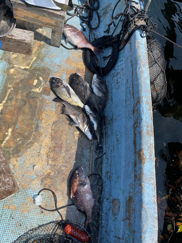 クロダイの釣果