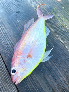 イトヨリダイの釣果