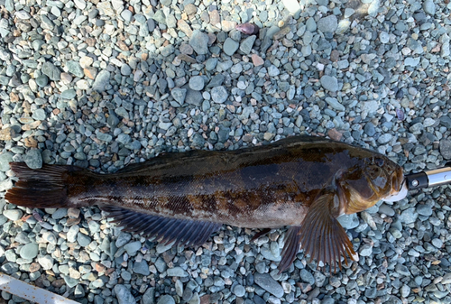 アイナメの釣果