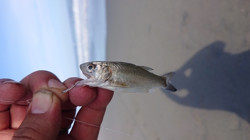 セイゴ（マルスズキ）の釣果