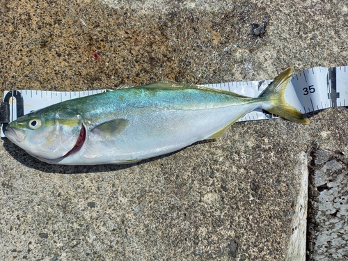 ワカシの釣果