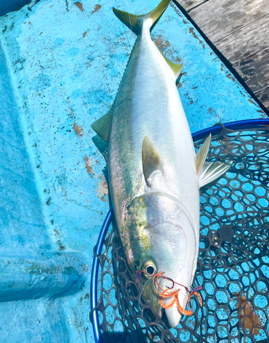 メジロの釣果