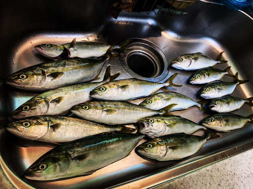 ワカシの釣果