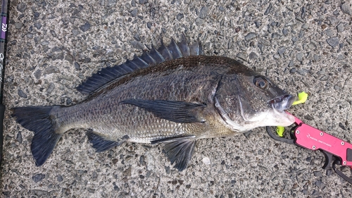 クロダイの釣果