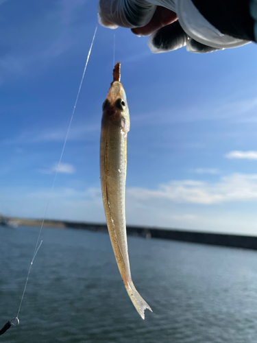 キスの釣果