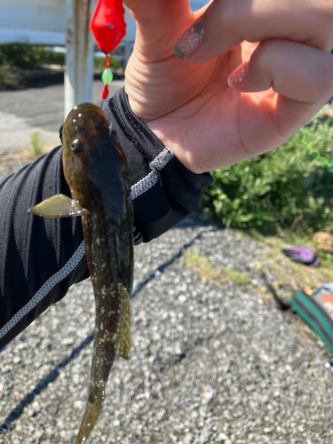 ハゼの釣果