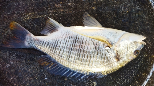 キビレの釣果