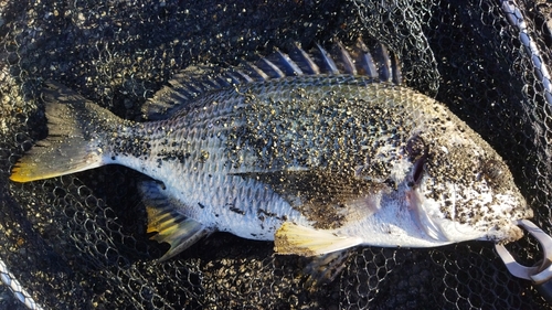 キビレの釣果