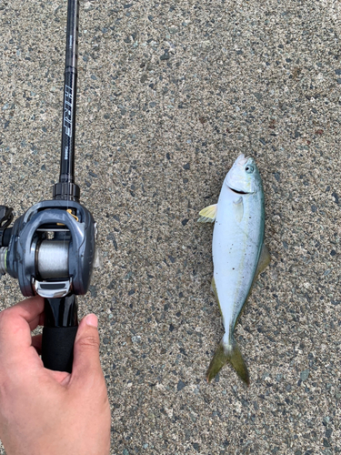 ワカシの釣果