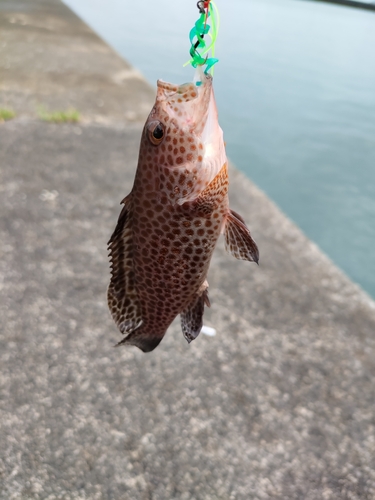 オオモンハタの釣果