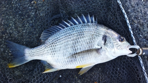 キビレの釣果