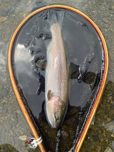 ニジマスの釣果