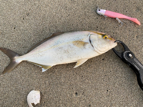 ショゴの釣果