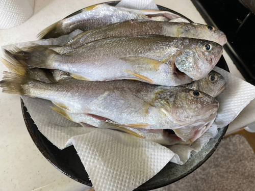 イシモチの釣果