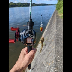 ハゼの釣果