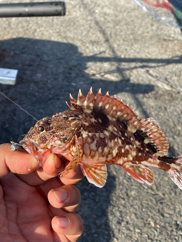 カサゴの釣果