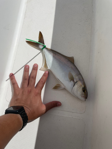 カンパチの釣果