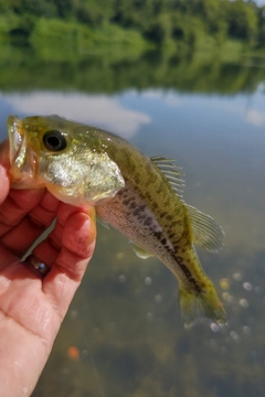 ラージマウスバスの釣果