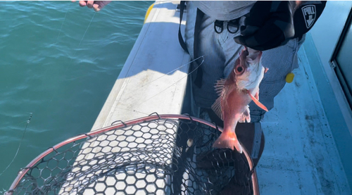 アカムツの釣果