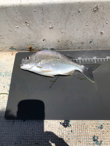 ヘダイの釣果