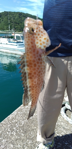 オオモンハタの釣果