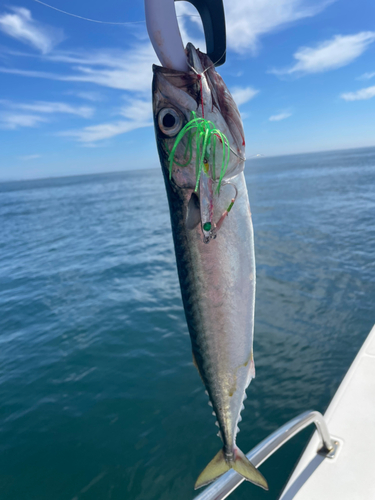 サバの釣果