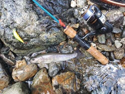 イワナの釣果