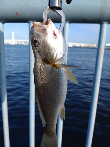 イシモチの釣果