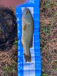 ラージマウスバスの釣果