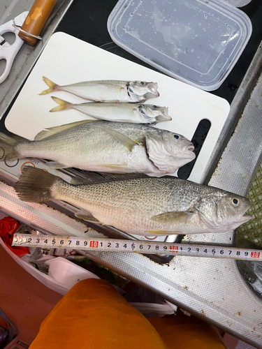 イシモチの釣果