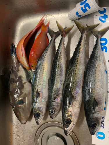 サバの釣果