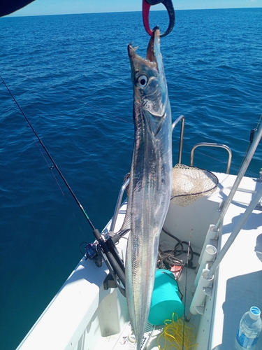 タチウオの釣果