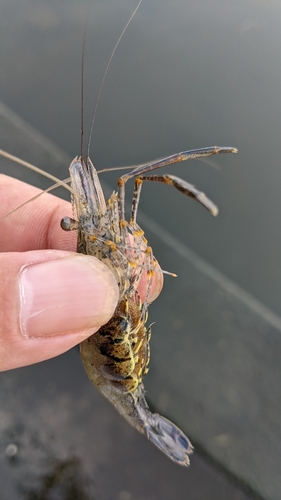 テナガエビの釣果