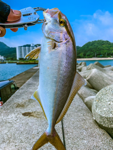 ショゴの釣果