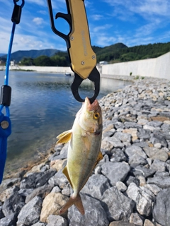 ショゴの釣果