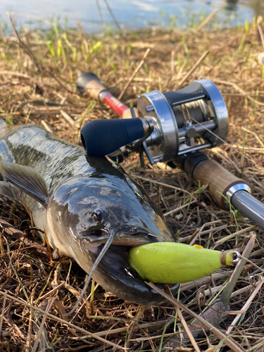 ナマズの釣果