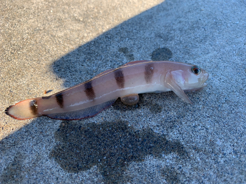 リュウグウハゼの釣果