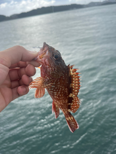 アラカブの釣果