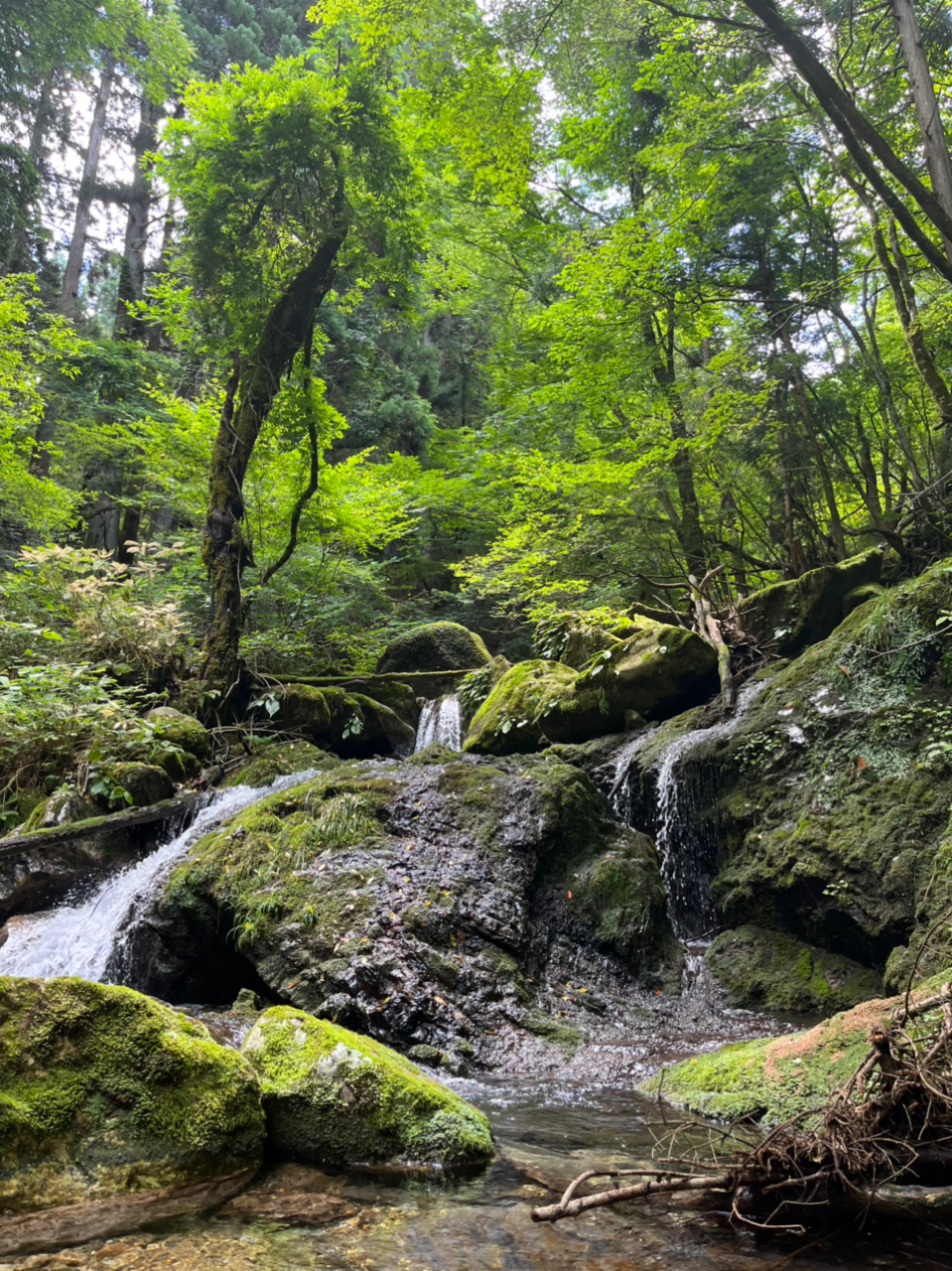 イワナ