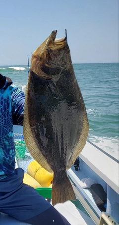 ヒラメの釣果