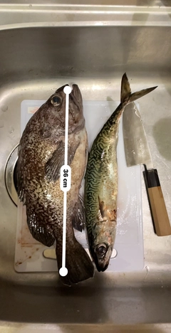 ソイの釣果