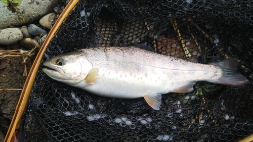 ヤマメの釣果