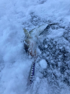 ホッケの釣果