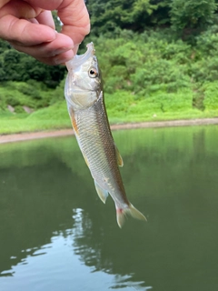 ハスの釣果