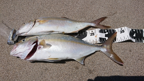 ショゴの釣果