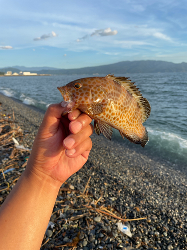 オオモンハタの釣果