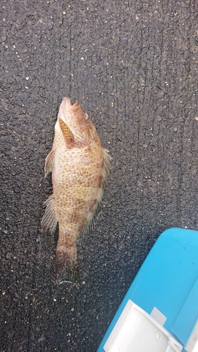 オオモンハタの釣果