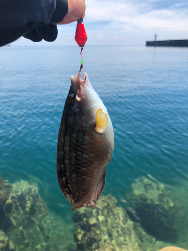 ホシササノハベラの釣果