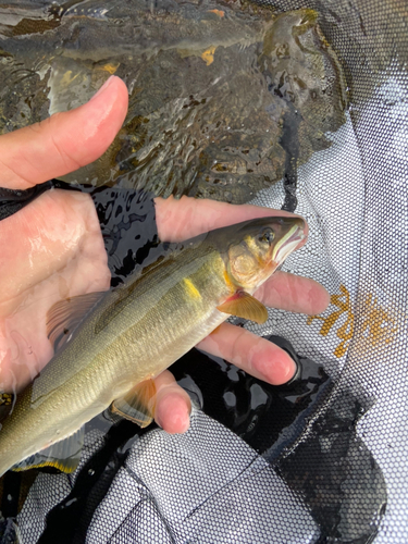 アユの釣果