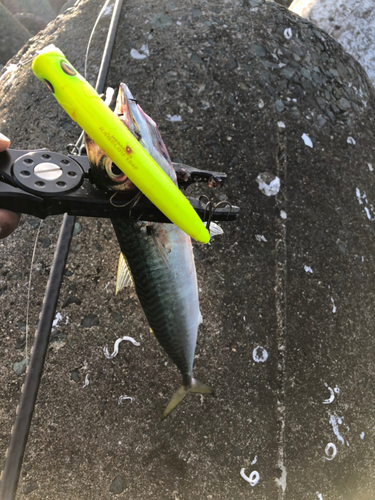 サバの釣果